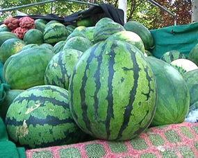 庄河怎么叫吃瓜,趣味横生的日常用语解析