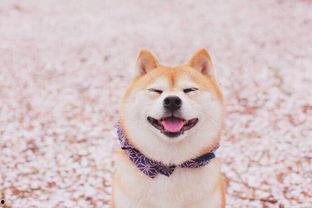 柴犬吃蜜瓜,蜜瓜诱惑下的柴犬美食之旅