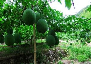 吊瓜是吃瓜还是吃籽,是品味甘甜还是咀嚼籽香？