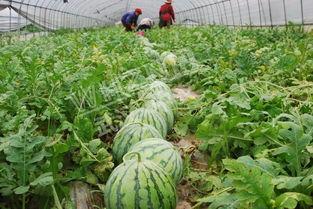 晒干马草瓜怎么吃,晒干马草瓜的多样食用方法探索