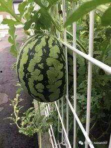 瓜友吃瓜的视频,视频带你领略娱乐圈幕后风云