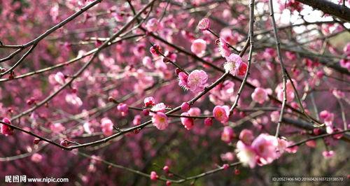 梅花吃瓜视频,揭秘网红美食背后的故事