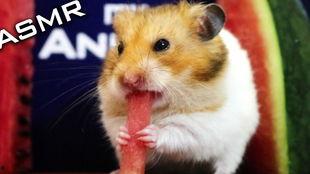 仓鼠吃瓜直播,仓鼠美食探险记