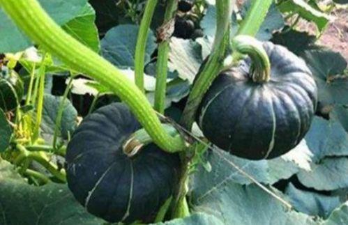 吃小瓜裂嘴,揭秘夏日美食的诱惑与魅力