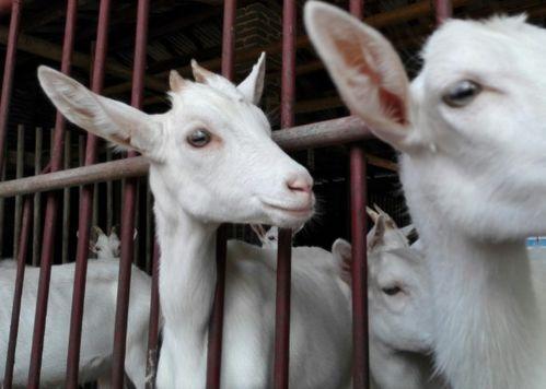 七只羊吃瓜,探寻羊群中的和谐共处之道