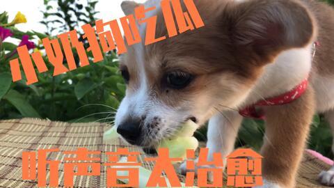 飞狗吃瓜,揭秘娱乐圈的幕后故事