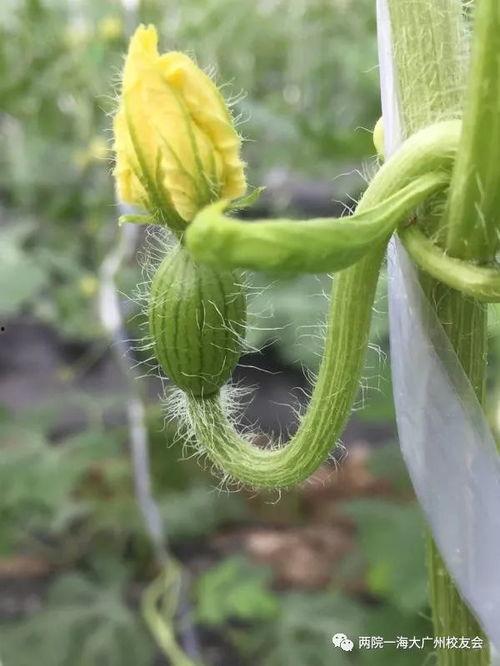 不想吃瓜又忍不住吃瓜的时候,想吃瓜又忍不住，如何平衡？