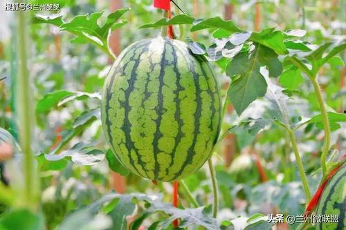 西固区吃瓜,品味夏日田园风情