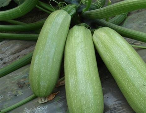 吃京瓜有什么作用,吃京瓜的五大益处