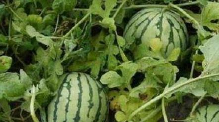 没得瓜吃说瓜甜