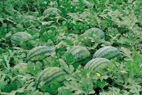 白沟吃瓜后续,揭秘背后真相与影响