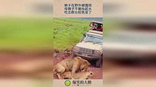 狮子吃瓜群众,一场惊心动魄的生态盛宴
