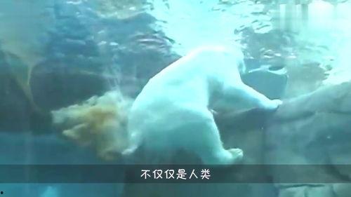 河马吃瓜吃坏肚子